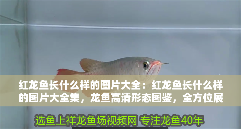 紅龍魚長(zhǎng)什么樣的圖片大全：紅龍魚長(zhǎng)什么樣的圖片大全集，龍魚高清形態(tài)圖鑒，全方位展示