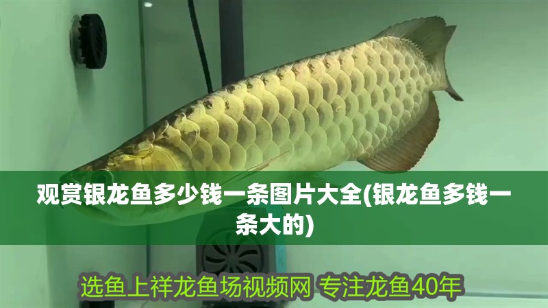 給大魚缸換水的作文:體驗給大魚缸換水的樂趣:體驗給大魚缸換水:給大魚缸換水的作文 觀賞銀龍魚多少錢一條圖片大全(銀龍魚多錢一條大的) 銀龍魚百科 觀賞銀龍魚多少錢一條圖片大全(銀龍魚多錢一條大的) 觀賞銀龍魚多少錢一條圖片大全(銀龍魚多錢一條大的) 銀龍魚百科