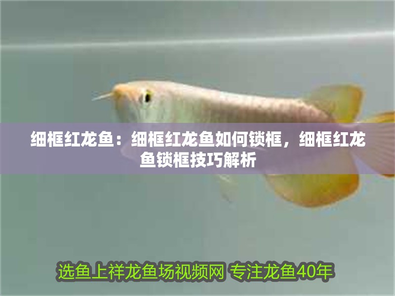 細框紅龍魚：細框紅龍魚如何鎖框，細框紅龍魚鎖框技巧解析
