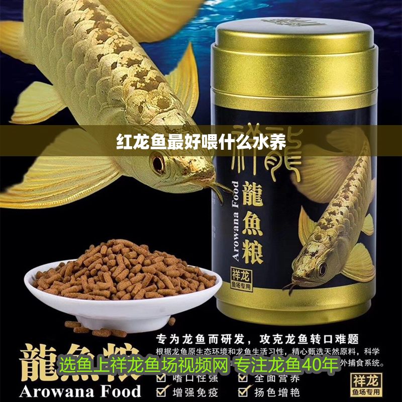 紅龍魚最好喂什么水養