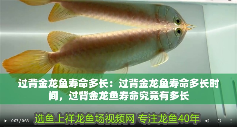 過背金龍魚壽命多長:過背金龍魚壽命多長時間,過背金龍魚壽命究竟有多長 水族問答 過背金龍魚壽命多長:過背金龍魚壽命多長時間,過背金龍魚壽命究竟有多長 過背金龍魚壽命多長:過背金龍魚壽命多長時間,過背金龍魚壽命究竟有多長 水族問答