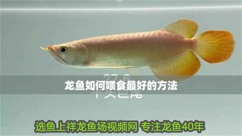 龍魚如何喂食最好的方法