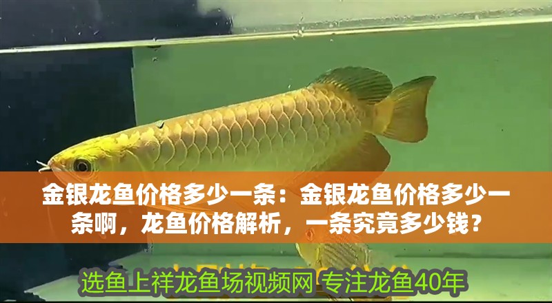 金銀龍魚價格多少一條：金銀龍魚價格多少一條啊，龍魚價格解析，一條究竟多少錢？