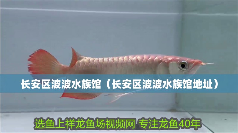 長安區(qū)波波水族館（長安區(qū)波波水族館地址）