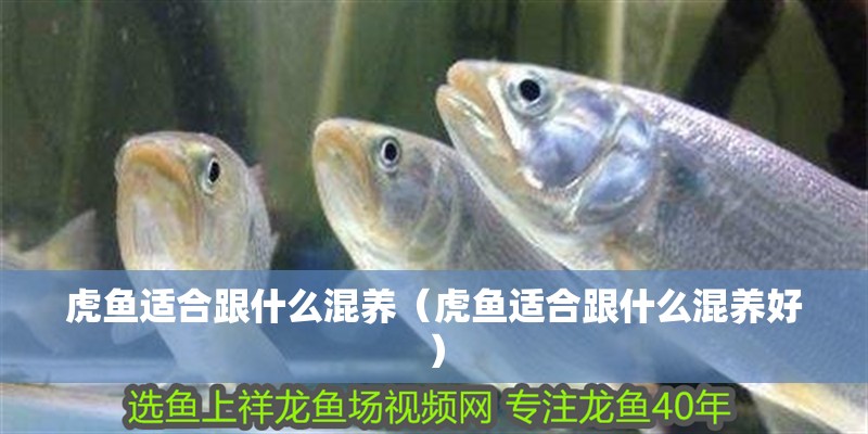 虎魚適合跟什么混養（虎魚適合跟什么混養好）