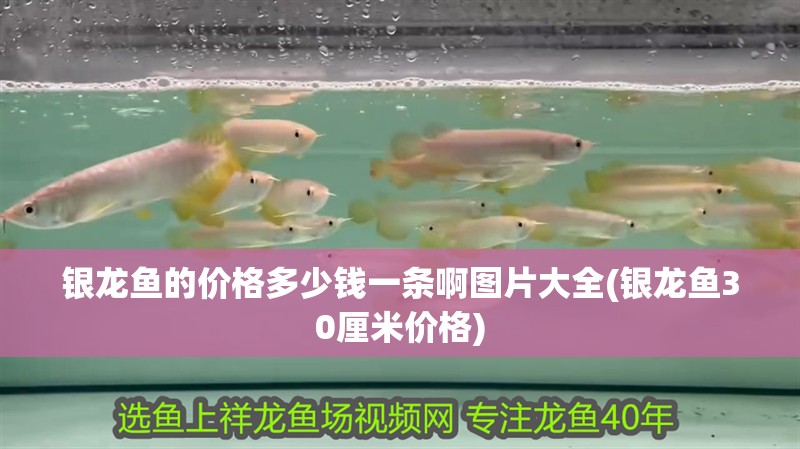 銀龍魚的價格多少錢一條啊圖片大全(銀龍魚30厘米價格)