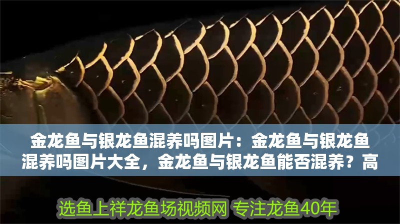 金龍魚(yú)與銀龍魚(yú)混養(yǎng)嗎圖片：金龍魚(yú)與銀龍魚(yú)混養(yǎng)嗎圖片大全，金龍魚(yú)與銀龍魚(yú)能否混養(yǎng)？高清圖片全