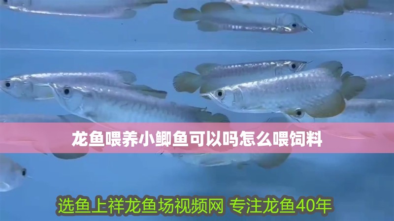 龍魚喂養小鯽魚可以嗎怎么喂飼料