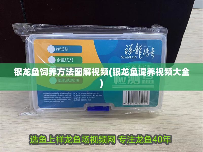 銀龍魚飼養方法圖解視頻(銀龍魚混養視頻大全)