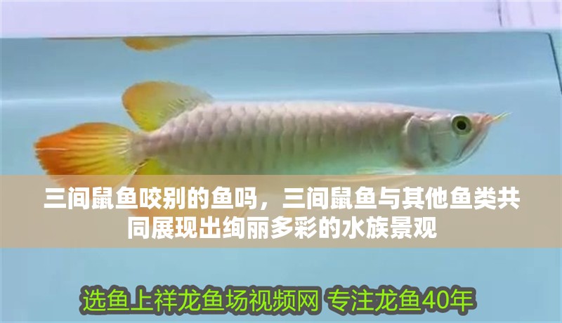 三間鼠魚咬別的魚嗎，三間鼠魚與其他魚類共同展現出絢麗多彩的水族景觀