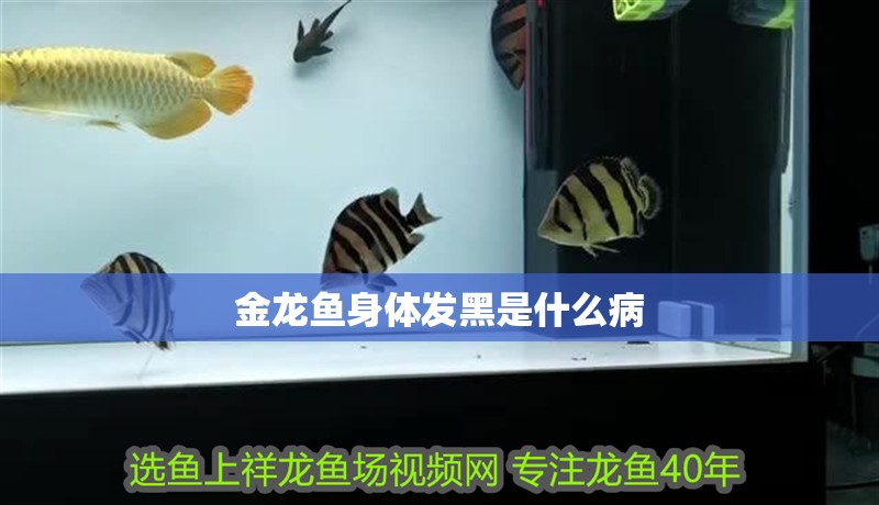 金龍魚身體發黑是什么病