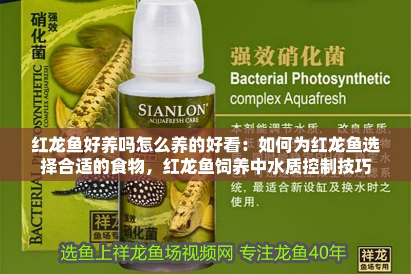 紅龍魚好養嗎怎么養的好看：如何為紅龍魚選擇合適的食物，紅龍魚飼養中水質控制技巧