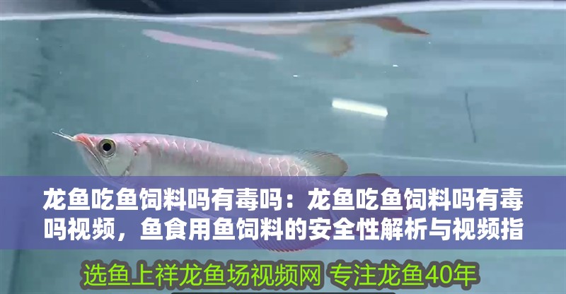 龍魚吃魚飼料嗎有毒嗎：龍魚吃魚飼料嗎有毒嗎視頻，魚食用魚飼料的安全性解析與視頻指南