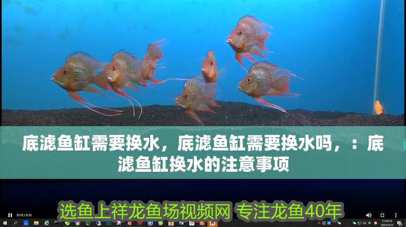 底濾魚缸需要換水，底濾魚缸需要換水嗎，：底濾魚缸換水的注意事項