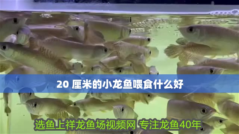 20 厘米的小龍魚喂食什么好