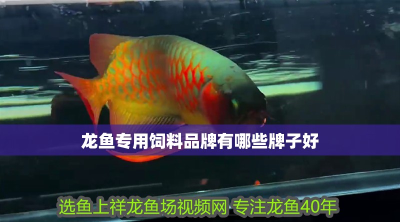 龍魚專用飼料品牌有哪些牌子好