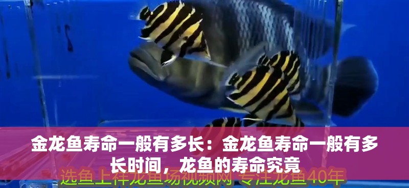 金龍魚壽命一般有多長：金龍魚壽命一般有多長時間，龍魚的壽命究竟