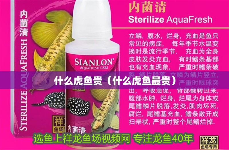 什么虎魚貴（什么虎魚最貴）