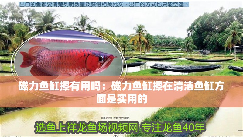 磁力魚缸擦有用嗎：磁力魚缸擦在清潔魚缸方面是實用的
