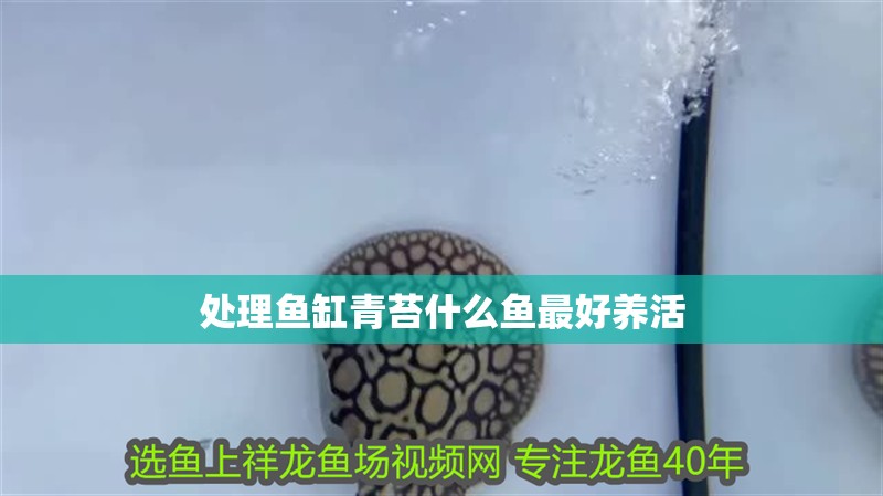 處理魚缸青苔什么魚最好養(yǎng)活