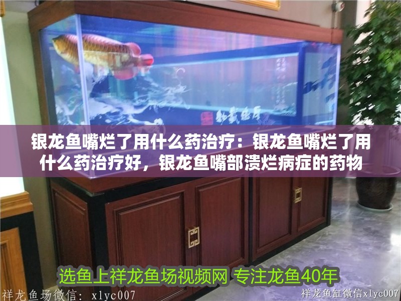 銀龍魚嘴爛了用什么藥治療：銀龍魚嘴爛了用什么藥治療好，銀龍魚嘴部潰爛病癥的藥物