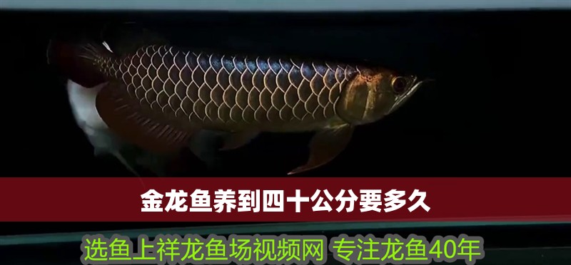 金龍魚養到四十公分要多久