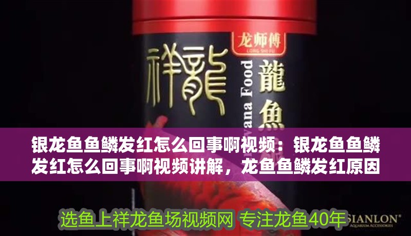 銀龍魚魚鱗發紅怎么回事啊視頻：銀龍魚魚鱗發紅怎么回事啊視頻講解，龍魚魚鱗發紅原因解析與