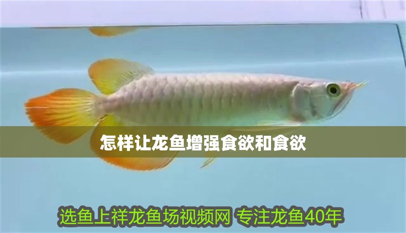 怎樣讓龍魚增強食欲和食欲