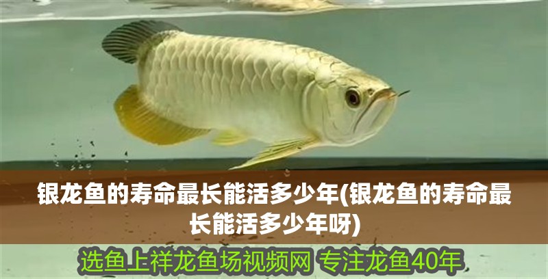 銀龍魚的壽命最長能活多少年(銀龍魚的壽命最長能活多少年呀)