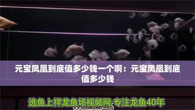 元寶鳳凰到底值多少錢一個?。涸獙汎P凰到底值多少錢 元寶鳳凰到底值多少錢一個?。涸獙汎P凰到底值多少錢 元寶鳳凰魚百科 第2張