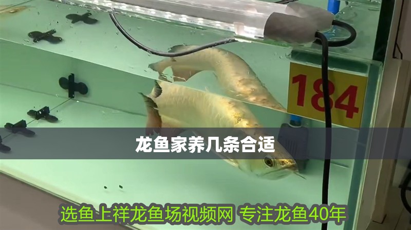 龍魚家養幾條合適