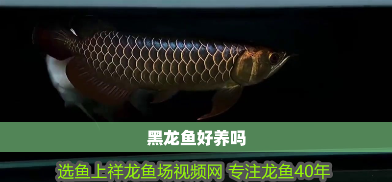黑龍魚好養(yǎng)嗎