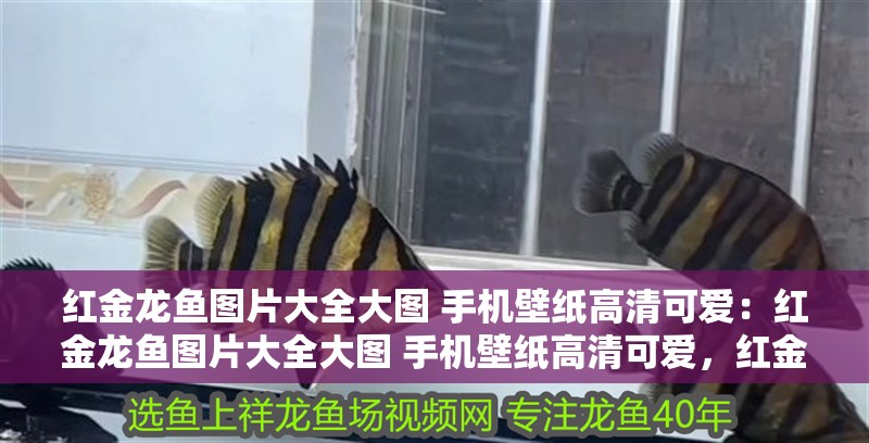 紅金龍魚圖片大全大圖 手機壁紙高清可愛：紅金龍魚圖片大全大圖 手機壁紙高清可愛，紅金龍魚高清萌趣手機壁紙