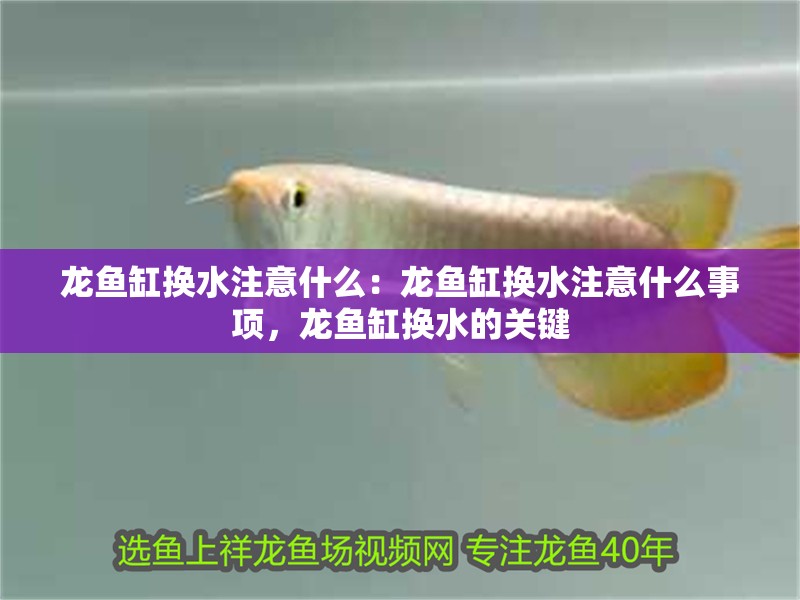龍魚缸換水注意什么：龍魚缸換水注意什么事項，龍魚缸換水的關鍵