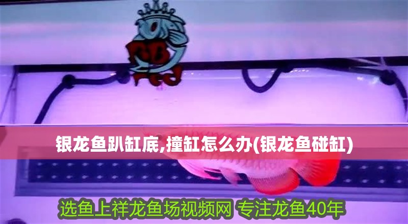 銀龍魚趴缸底,撞缸怎么辦(銀龍魚碰缸)