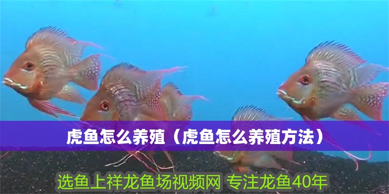 虎魚怎么養(yǎng)殖（虎魚怎么養(yǎng)殖方法）