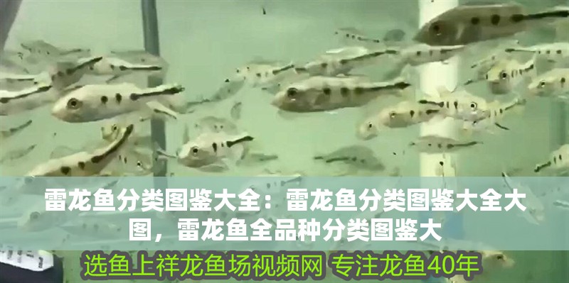雷龍魚分類圖鑒大全：雷龍魚分類圖鑒大全大圖，雷龍魚全品種分類圖鑒大