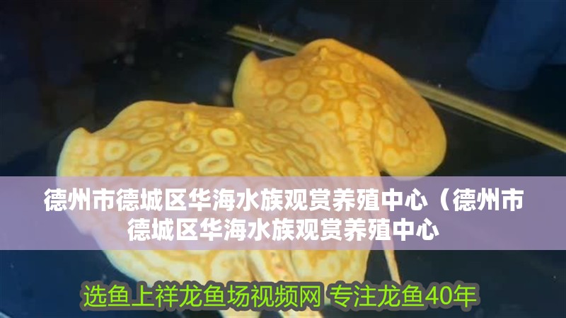 德州市德城區華海水族觀賞養殖中心（德州市德城區華海水族觀賞養殖中心