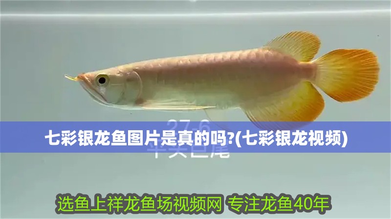 七彩銀龍魚圖片是真的嗎?(七彩銀龍視頻)
