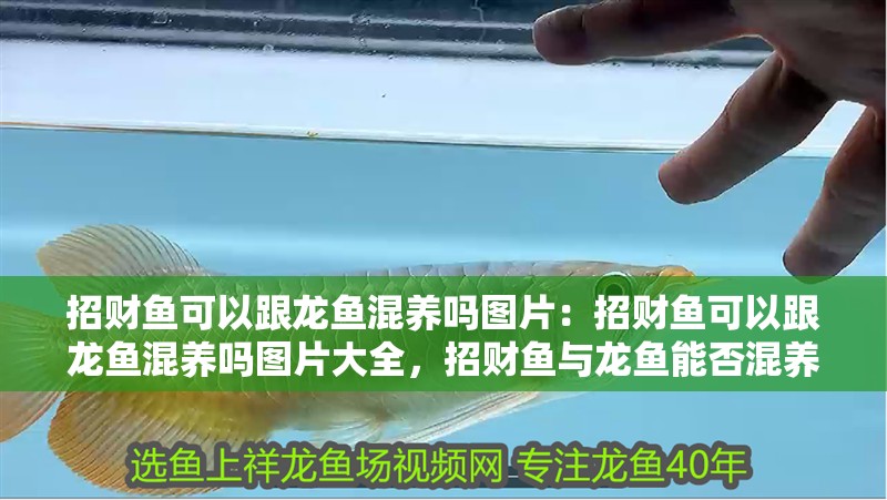招財魚可以跟龍魚混養嗎圖片：招財魚可以跟龍魚混養嗎圖片大全，招財魚與龍魚能否混養？高清圖片全解析