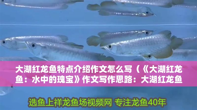 大湖紅龍魚特點介紹作文怎么寫（《大湖紅龍魚：水中的瑰寶》作文寫作思路：大湖紅龍魚）