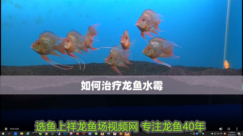 如何治療龍魚水霉