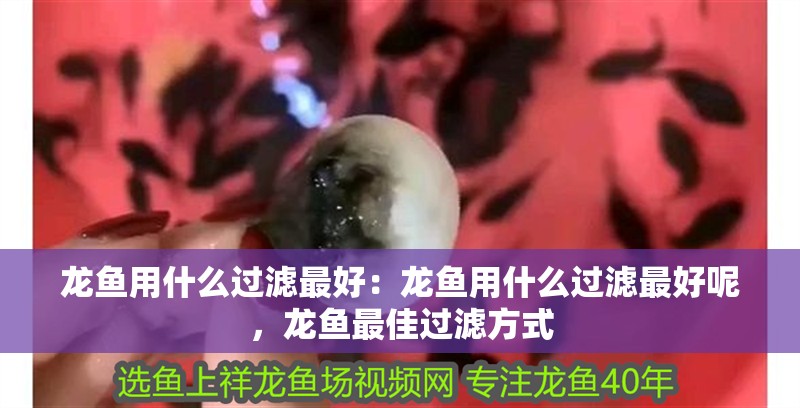 龍魚用什么過濾最好：龍魚用什么過濾最好呢，龍魚最佳過濾方式