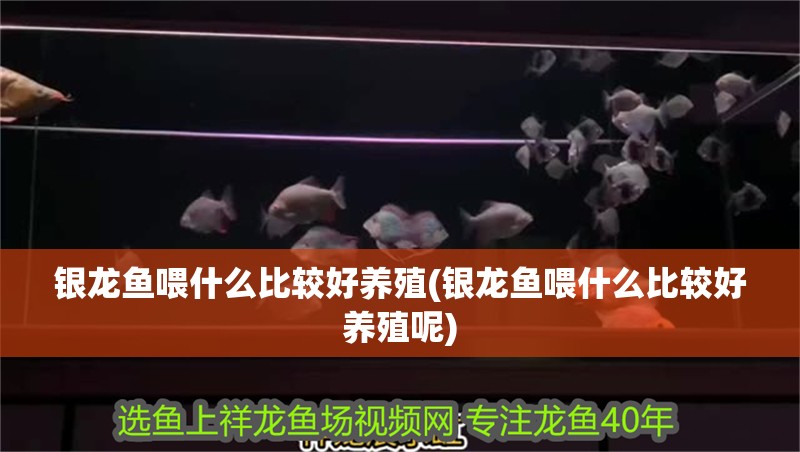 銀龍魚喂什么比較好養殖(銀龍魚喂什么比較好養殖呢)