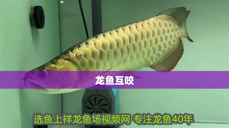 龍魚互咬