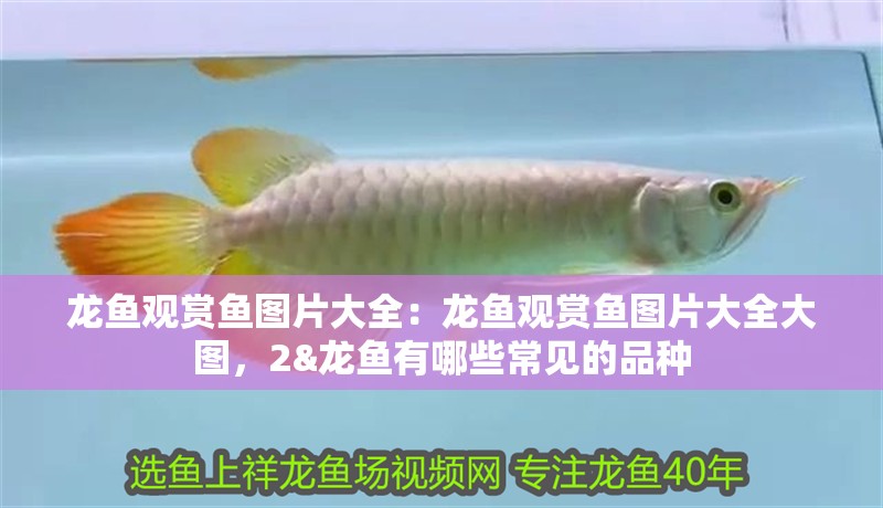 龍魚觀賞魚圖片大全：龍魚觀賞魚圖片大全大圖，2&龍魚有哪些常見的品種