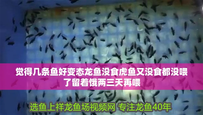 覺得幾條魚好變態龍魚沒食虎魚又沒食都沒喂了留著餓兩三天再喂