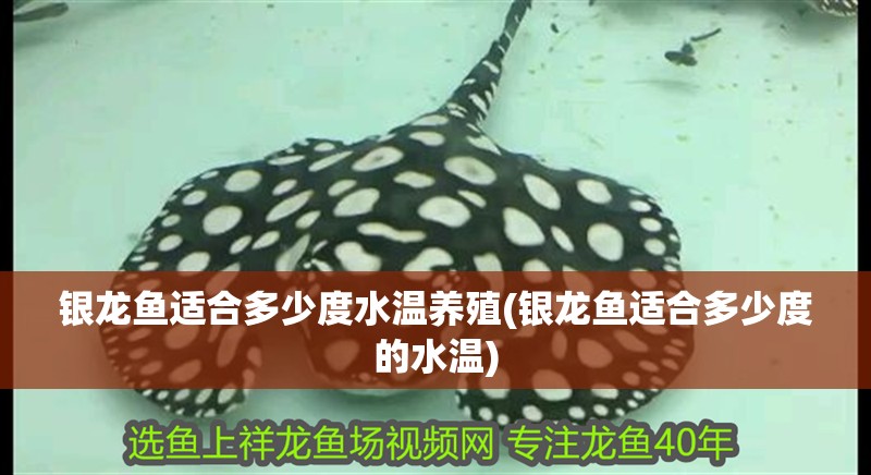 銀龍魚適合多少度水溫養殖(銀龍魚適合多少度的水溫) 銀龍魚適合多少度水溫養殖(銀龍魚適合多少度的水溫) 銀龍魚百科