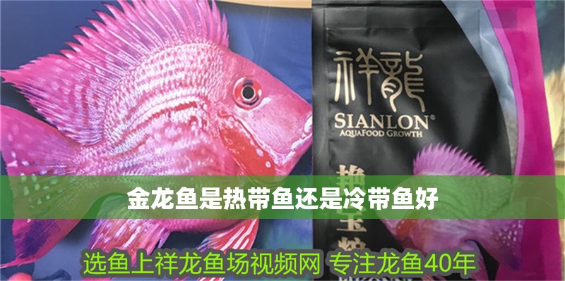 金龍魚是熱帶魚還是冷帶魚好