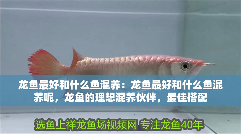 龍魚最好和什么魚混養(yǎng)：龍魚最好和什么魚混養(yǎng)呢，龍魚的理想混養(yǎng)伙伴，最佳搭配